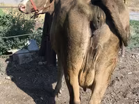 Vaca, Raza Alatau — foto 2