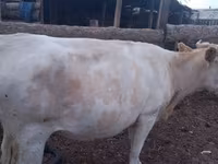 Kuh, Holstein-Rasse — Foto 8