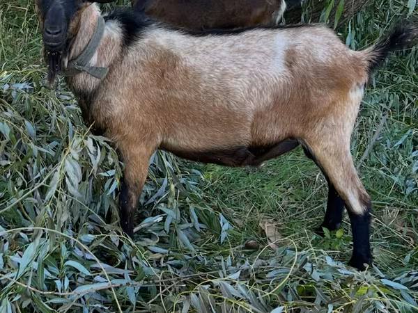 公山羊, Goats