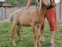 Widder, Arashan sheep — Foto 1