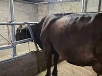 Cow, Holstein breed — photo 2