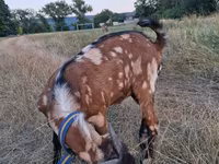 Cabro, Nubian Goat — foto 5