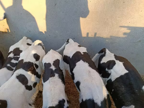 Bulle, Holstein-Rasse