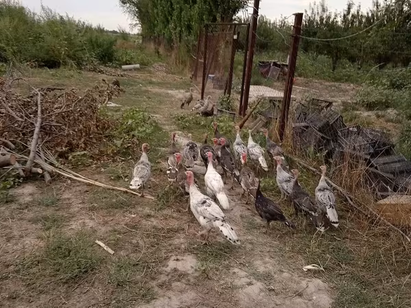 Индейки