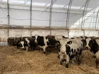 गाय, गोलस्टीन नस्ल — फ़ोटो 8