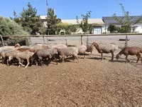 公羊, Arashan sheep — 照片 2