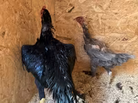Chickens — Foto 4