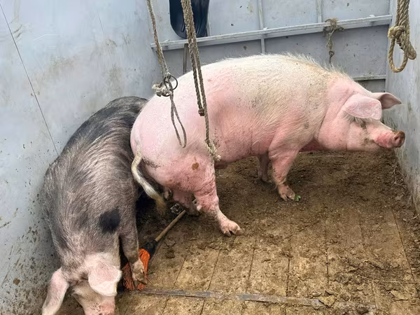 Boar, Pigs