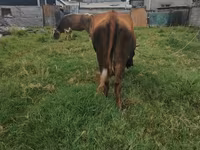 Cow, Cattle — photo 5
