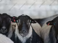 Schaf, Kuibyshev sheep — Foto 4