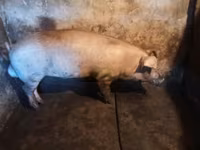 मादा सूअर, Ландрас — फ़ोटो 2