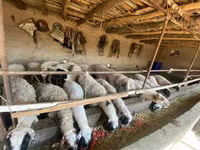 Oveja, Ovejas — foto 2