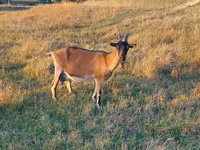 Goat, Alpine goat — photo 2