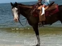 Yegua, American paint horse — foto 6