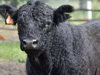 Cow, Swiss cattle — photo 7