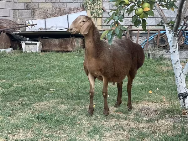 Widder, Hissar sheep
