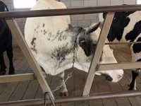 Cow, Holstein breed — photo 3