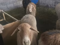 نعجة, Tian-Shan semifinewool sheep — الصورة 2