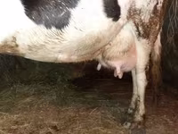 Vaca, Raza Holstein — foto 2