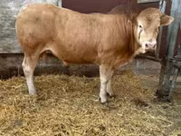 Toro, Blonde d’Aquitane cattle — foto 1