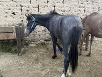 घोड़ा, Friesian sport horse — फ़ोटो 1