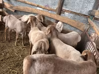 मेढ़ा, Arashan sheep — फ़ोटो 3