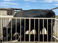 Bull, Cattle — photo 2