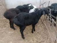 Carnero, Rhon sheep — foto 1