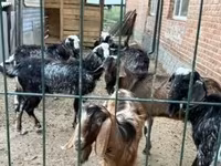 Коза, Альпийская коза — фото 7