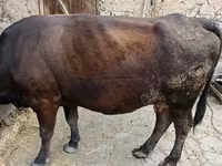 Vaca, Ganado vacuno — foto 2