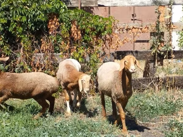 Carnero, Rhon sheep — Kirguistán