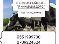 Туша, Самовывоз — фото 4