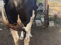 بقرة, Russian Black pied cattle — الصورة 3