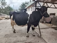 Vaca, Hereford — foto 1