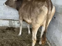 Vaca, Swiss cattle — foto 3