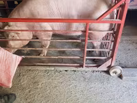 公猪, Pigs — 照片 3
