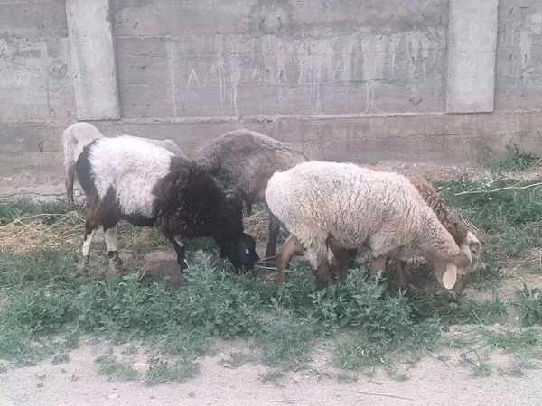 Баран, Гиссарская овца
