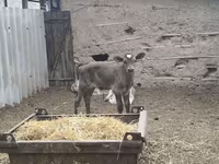 Bulle, Swiss cattle — Foto 8