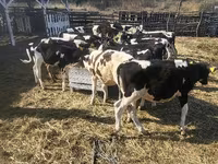 Vaca, Ganado vacuno — foto 2