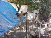 Chickens — Foto 7