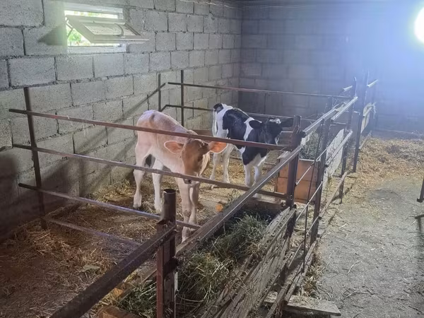 Vaca, Raza Holstein