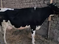 Kuh, Holstein-Rasse — Foto 5