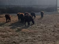 सांड, मवेशी — फ़ोटो 1