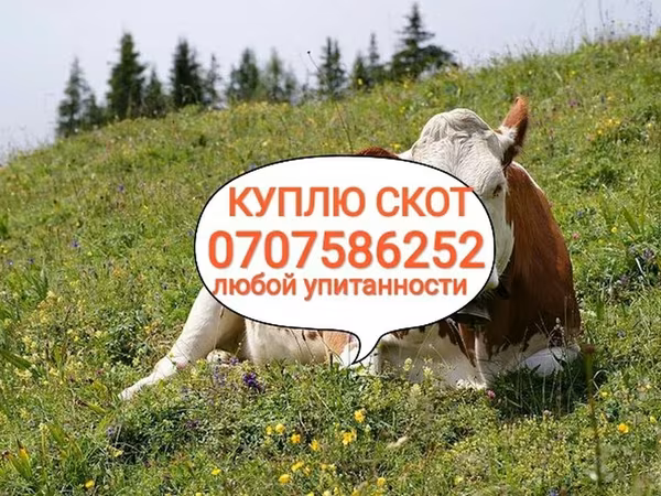 Бык, Коровы — Кыргызстан