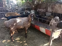 نعجة, Rhon sheep — الصورة 2