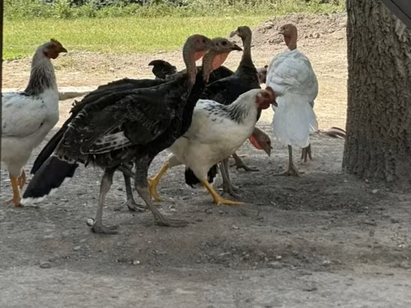 Индейки — Кыргызстан