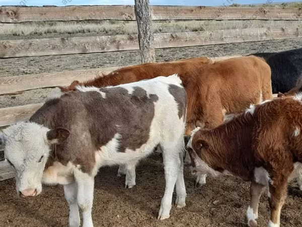 Cow, Cattle