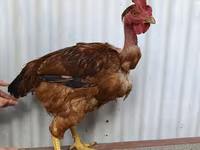 Chickens — Foto 3