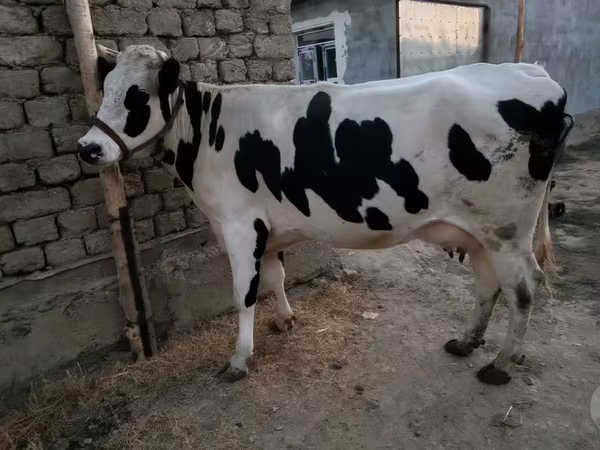 Vaca, Raza Holstein