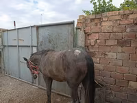 Yegua, Caballos — foto 5